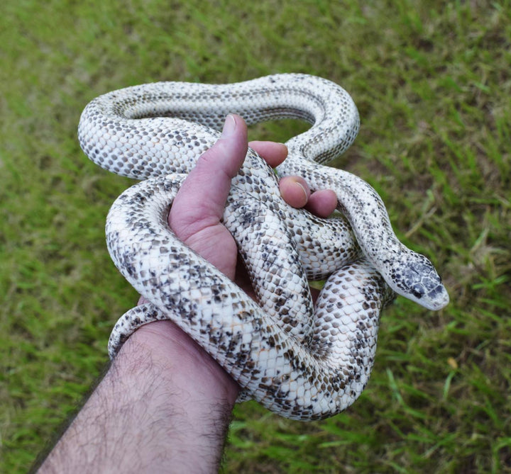 Pantherophis obsoletus (Calico Dalmatian Black Rat Snake) 12" MALE | 12" FEMALE