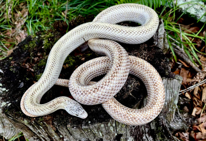 Pantherophis obsoletus (Calico Dalmatian Black Rat Snake) 12" MALE | 12" FEMALE