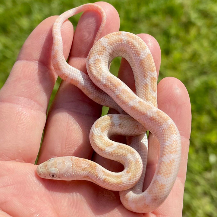 Pantherophis obsoletus (Calico Dalmatian Black Rat Snake) 12" MALE | 12" FEMALE