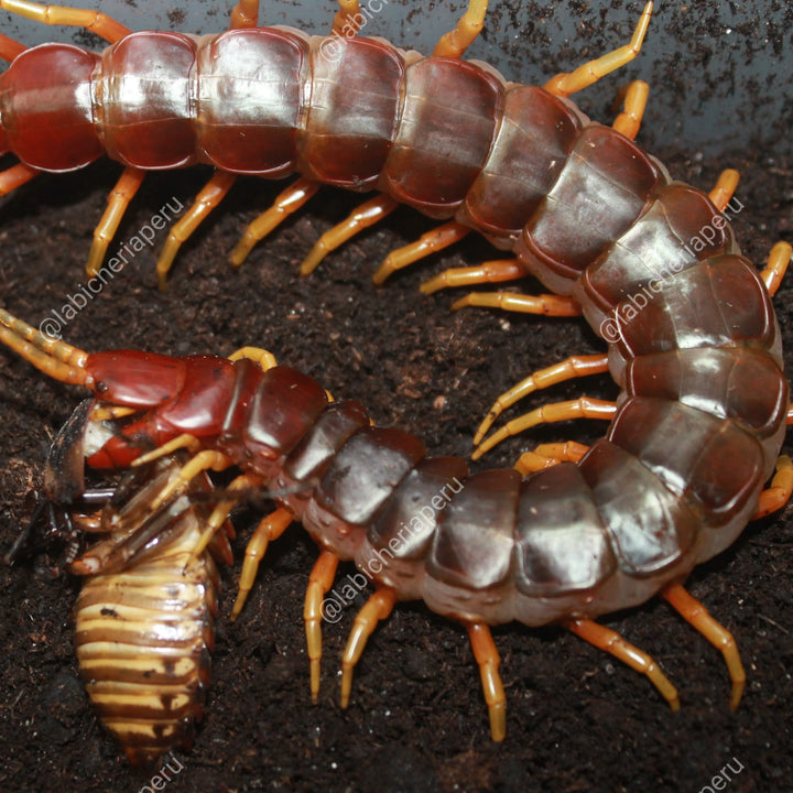 Scolopendra sp 'Yawar' (Yawar Giant Centipede) 2-3"