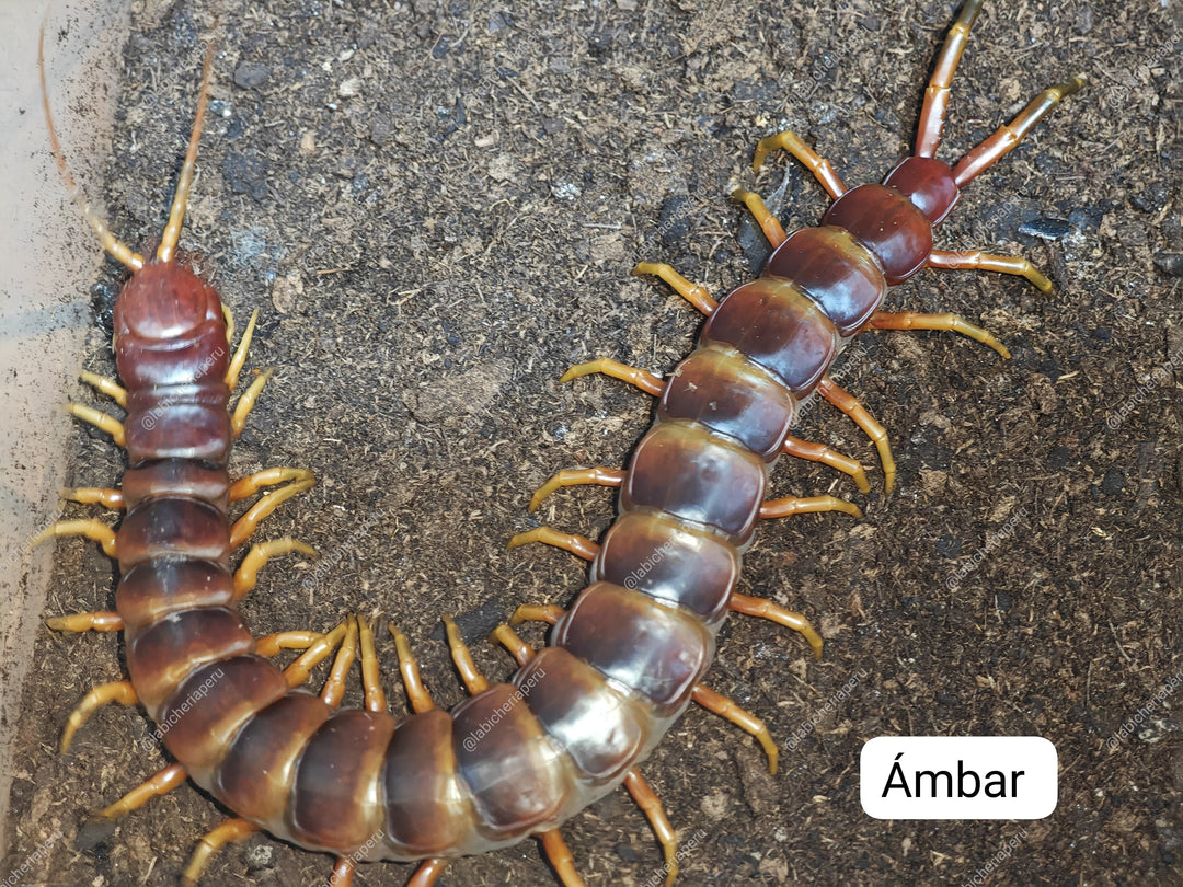 Scolopendra sp 'Ambar' (Ambar Giant Centipede) 2-3"