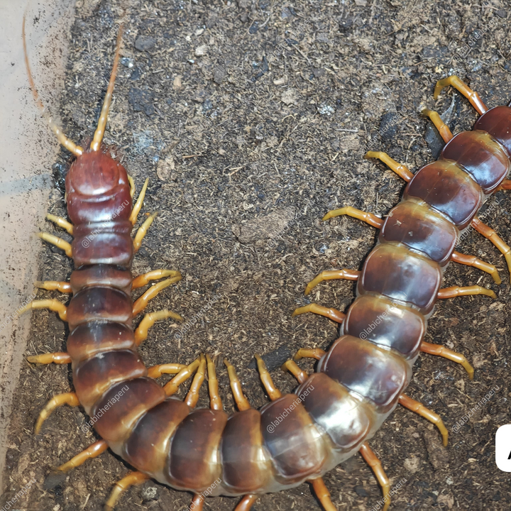 Scolopendra sp 'Ambar' (Ambar Giant Centipede) 2-3"