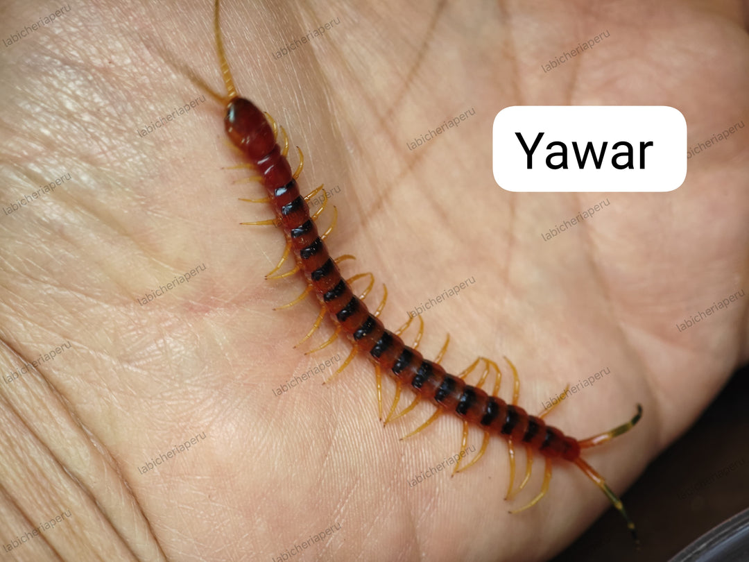Scolopendra sp 'Yawar' (Yawar Giant Centipede) 2-3"