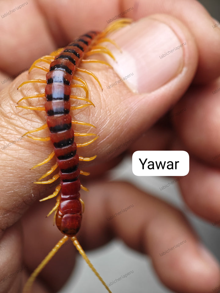 Scolopendra sp 'Yawar' (Yawar Giant Centipede) 2-3"