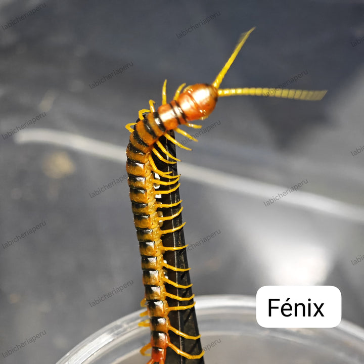 Scolopendra sp 'Fenix' (Fenix Giant Centipede) 2-3"