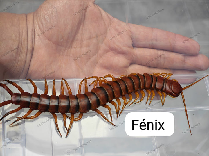 Scolopendra sp 'Fenix' (Fenix Giant Centipede) 2-3"