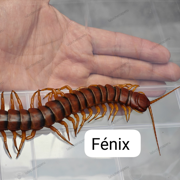 Scolopendra sp 'Fenix' (Fenix Giant Centipede) 2-3"