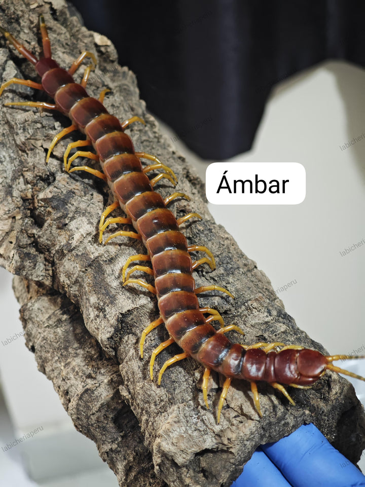 Scolopendra sp 'Ambar' (Ambar Giant Centipede) 2-3"