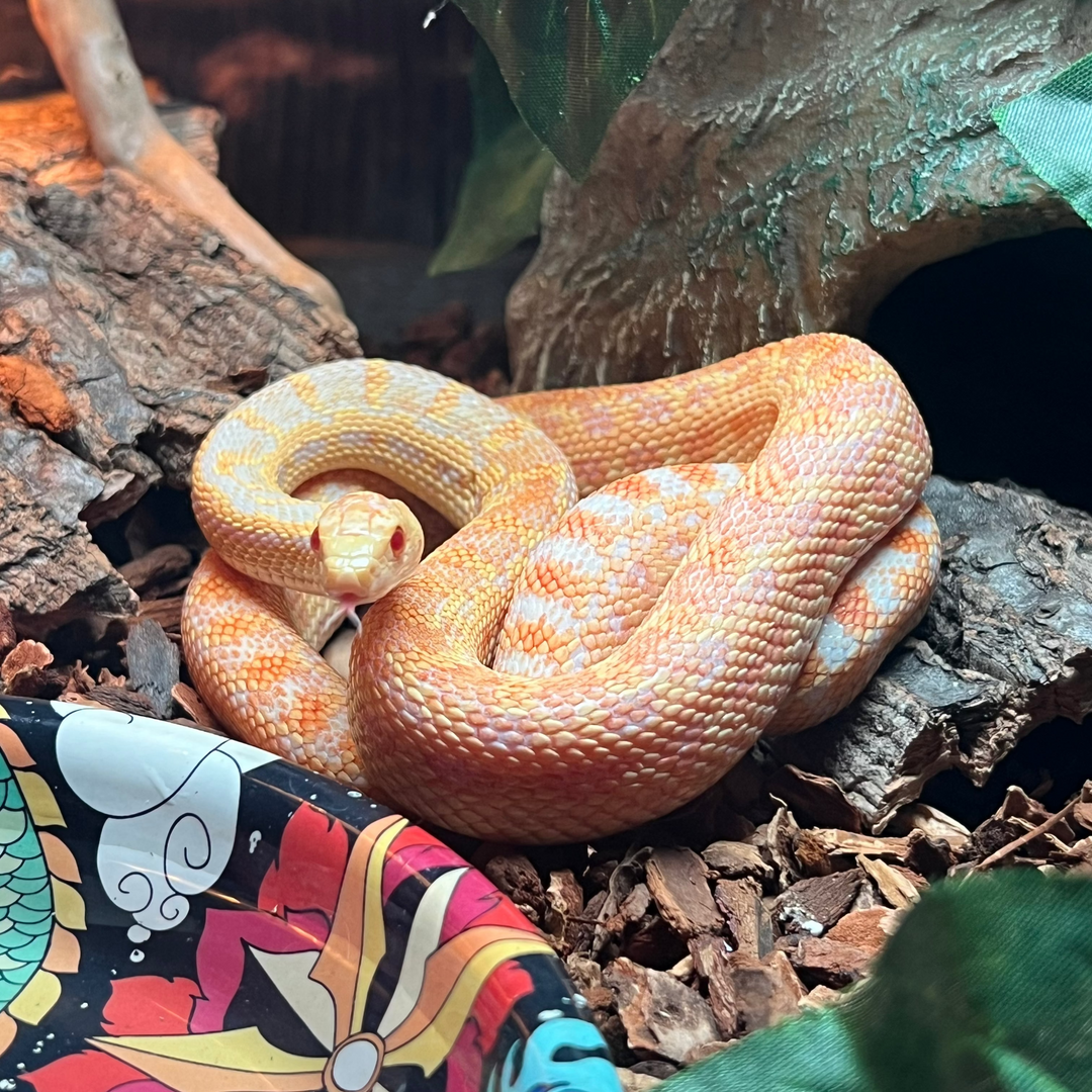 Pituophis catenifer (Gopher Snake)