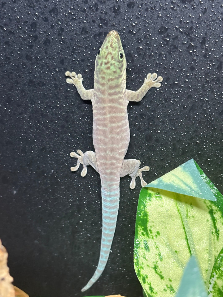 Phelsuma standingi (Standing's Day Gecko) 4"