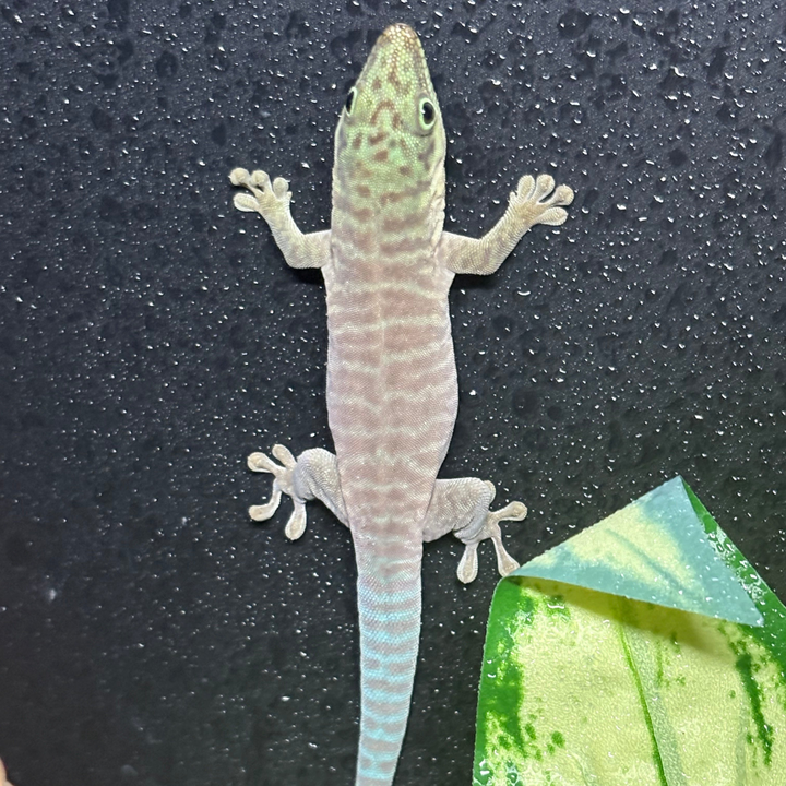 Phelsuma standingi (Standing's Day Gecko) 4"