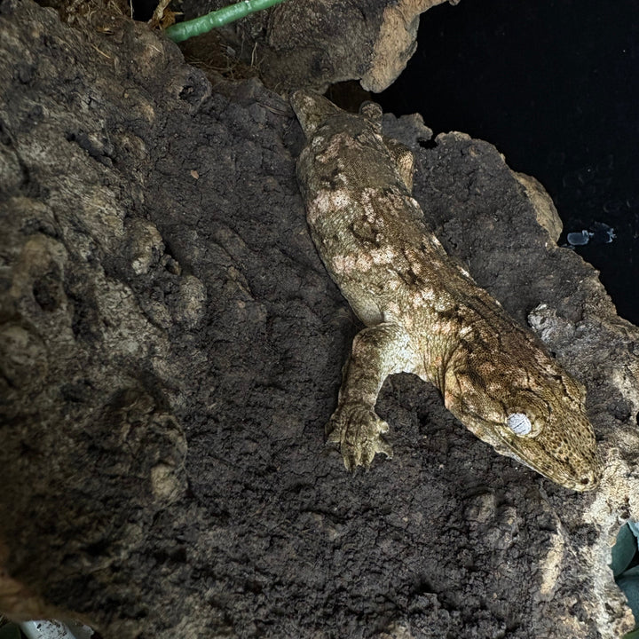 Rhacodactylus leachianus (New Caledonian Giant Gecko) High Color X 10-2-23