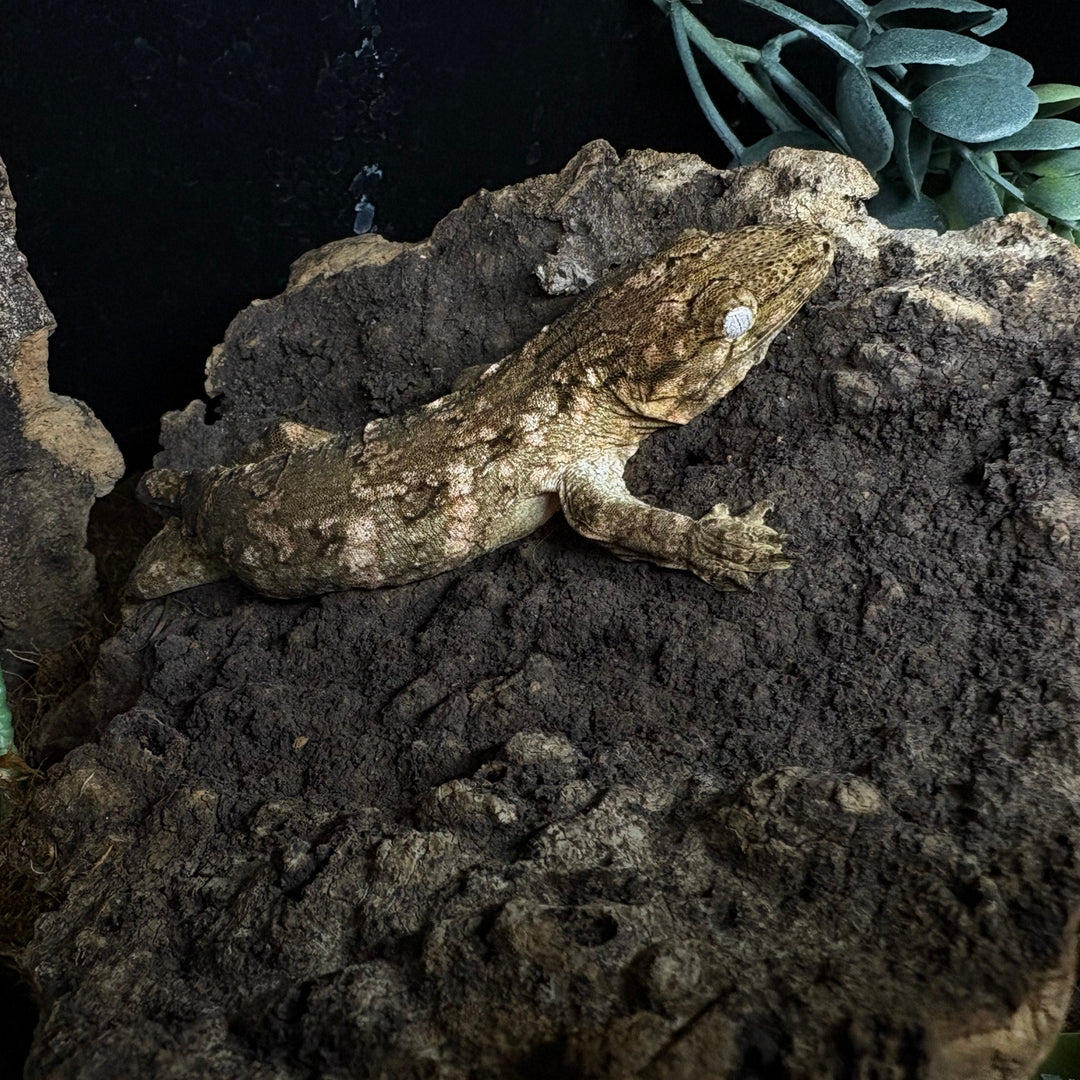 Rhacodactylus leachianus (New Caledonian Giant Gecko) High Color X 10-2-23