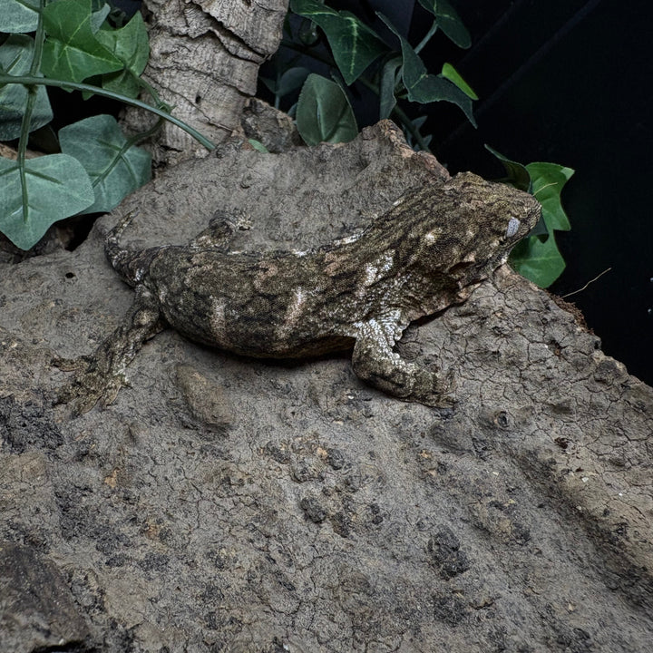 Rhacodactylus leachianus (New Caledonian Giant Gecko) Nuu Ana x Nuu Ami 6-15-24