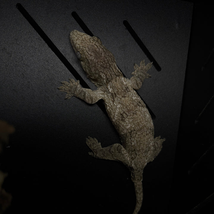 Rhacodactylus leachianus (New Caledonian Giant Gecko) High Color Cross 10-5-23