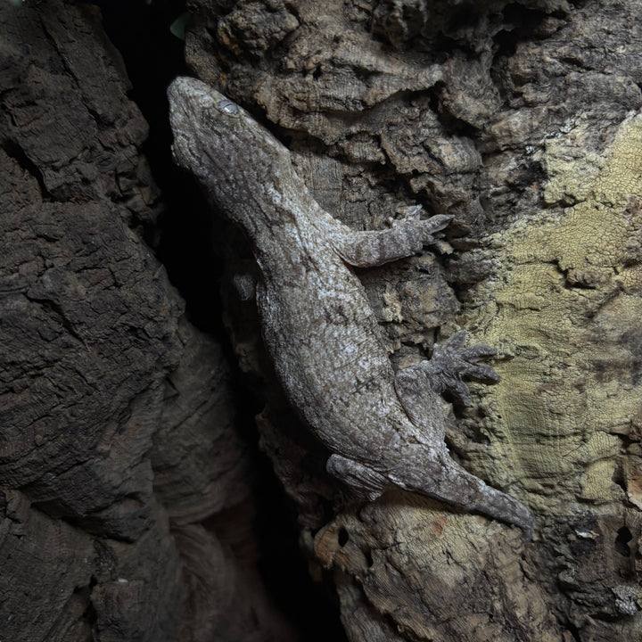 Rhacodactylus leachianus (New Caledonian Giant Gecko) High Color Cross 10-5-23