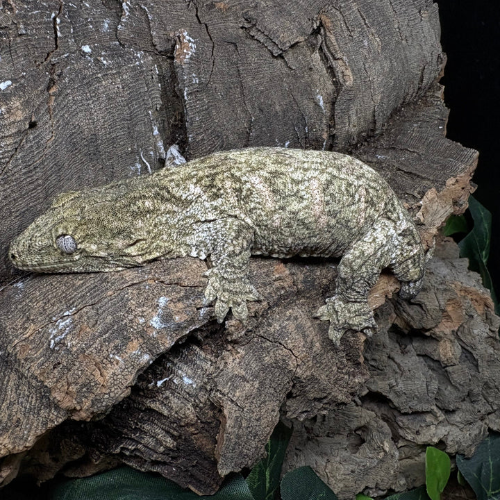 Rhacodactylus leachianus (New Caledonian Giant Gecko) Nuu Ana x Nuu Ami 6-14-24