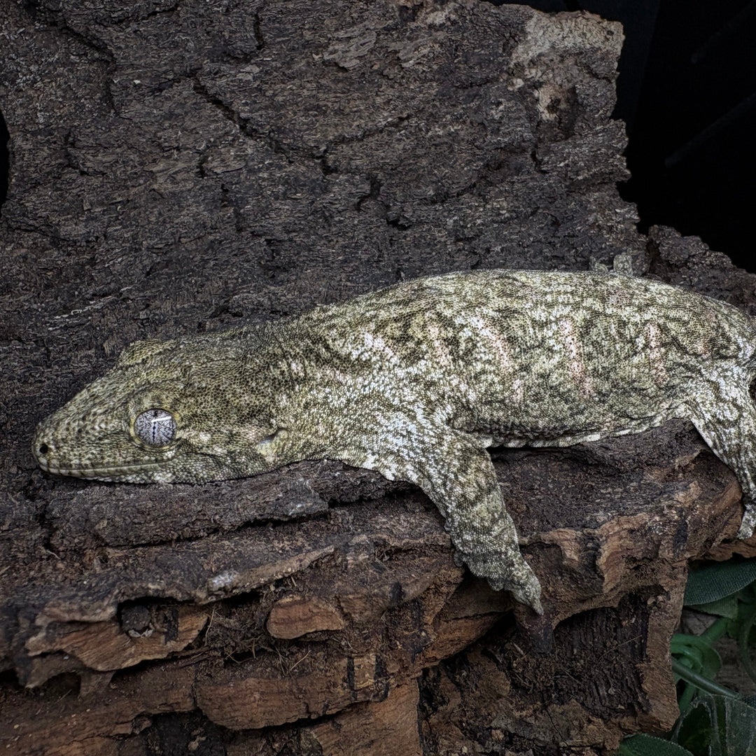 Rhacodactylus leachianus (New Caledonian Giant Gecko) Nuu Ana x Nuu Ami 6-14-24