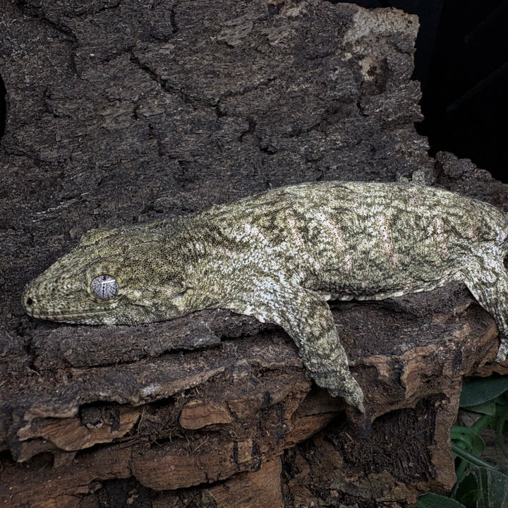 Rhacodactylus leachianus (New Caledonian Giant Gecko) Nuu Ana x Nuu Ami 6-14-24