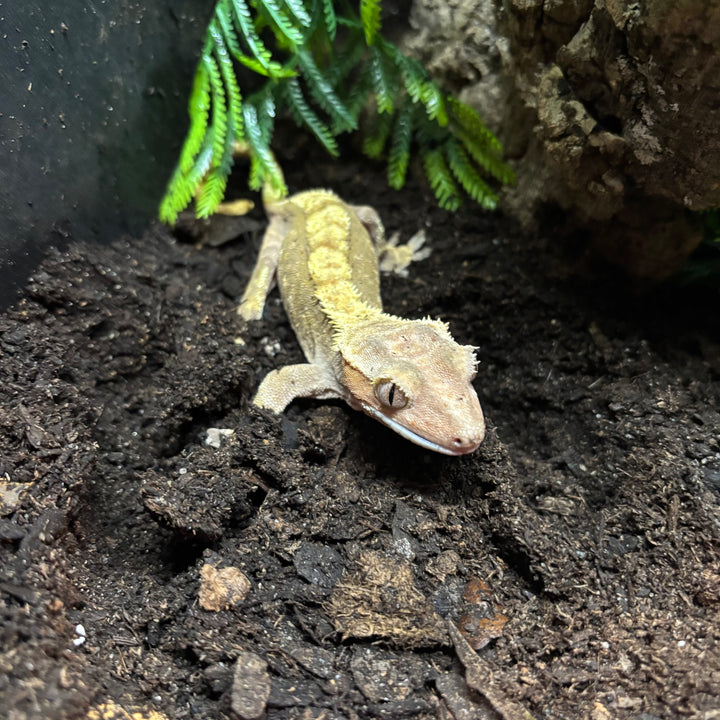 Correlophus ciliatus (Crested Gecko) Adult