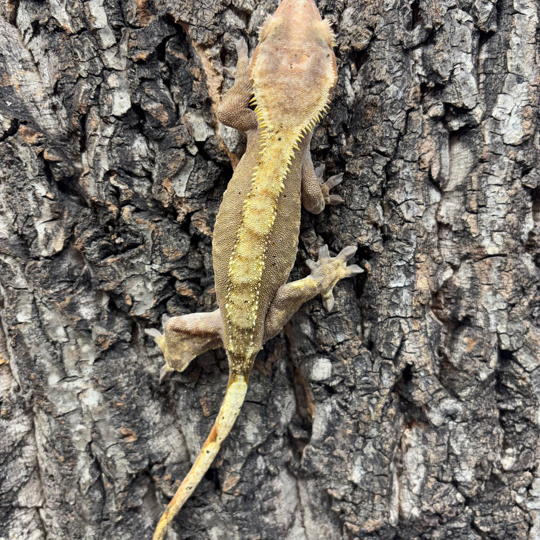 Correlophus ciliatus (Crested Gecko) Adult