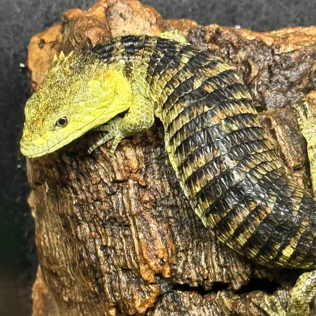 Abronia lythrochila (Mexican Aliigator Lizard)