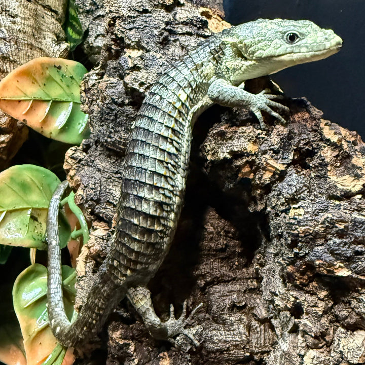 Abronia lythrochila (Mexican Aliigator Lizard)