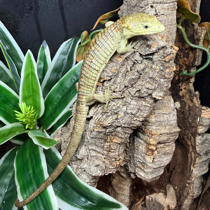 Abronia lythrochila (Mexican Aliigator Lizard)