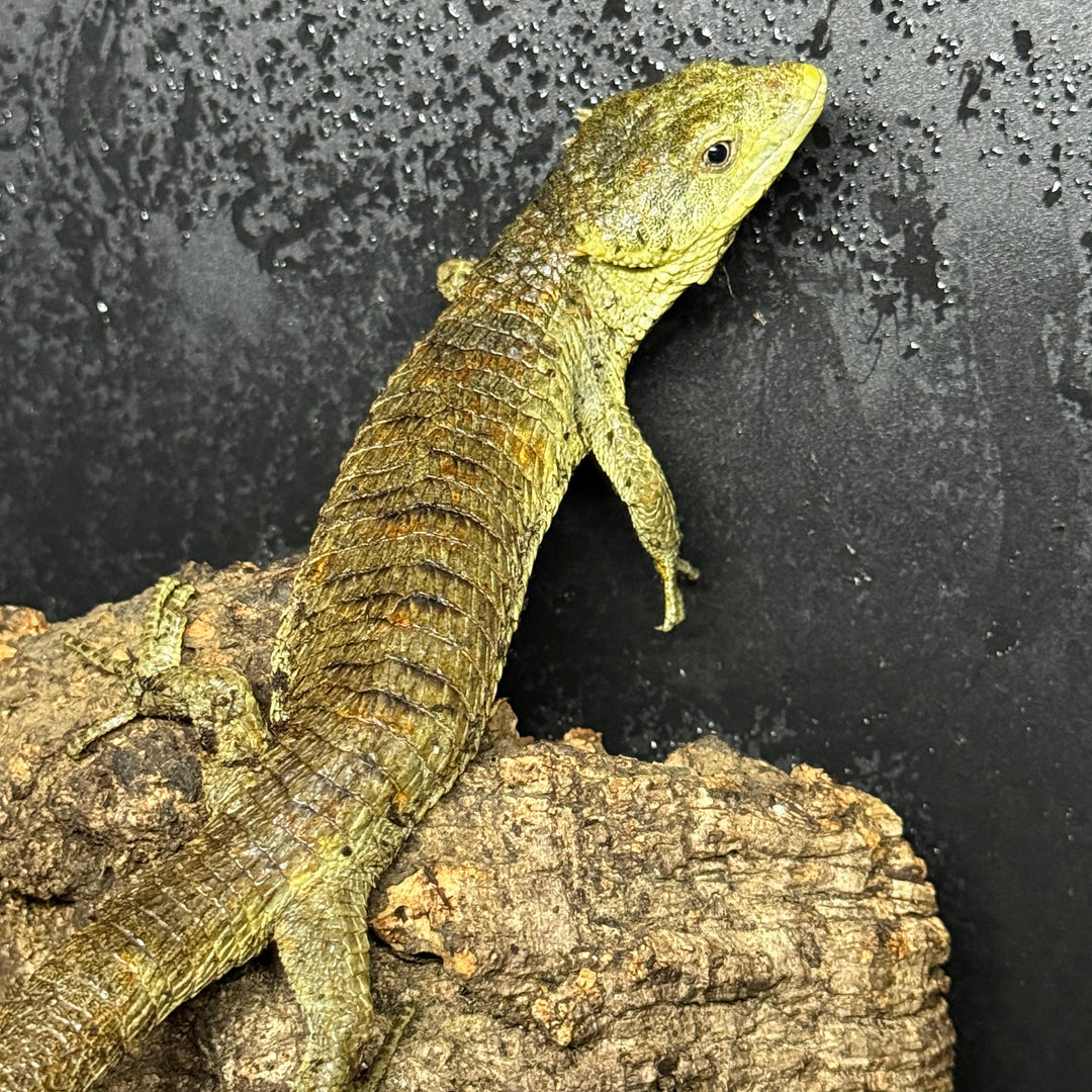 Abronia lythrochila (Mexican Aliigator Lizard)
