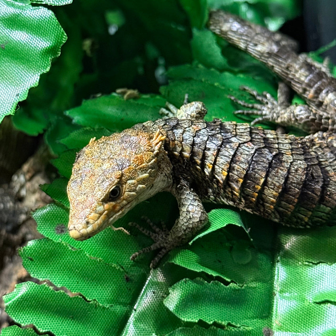 Abronia lythrochila (Mexican Aliigator Lizard)