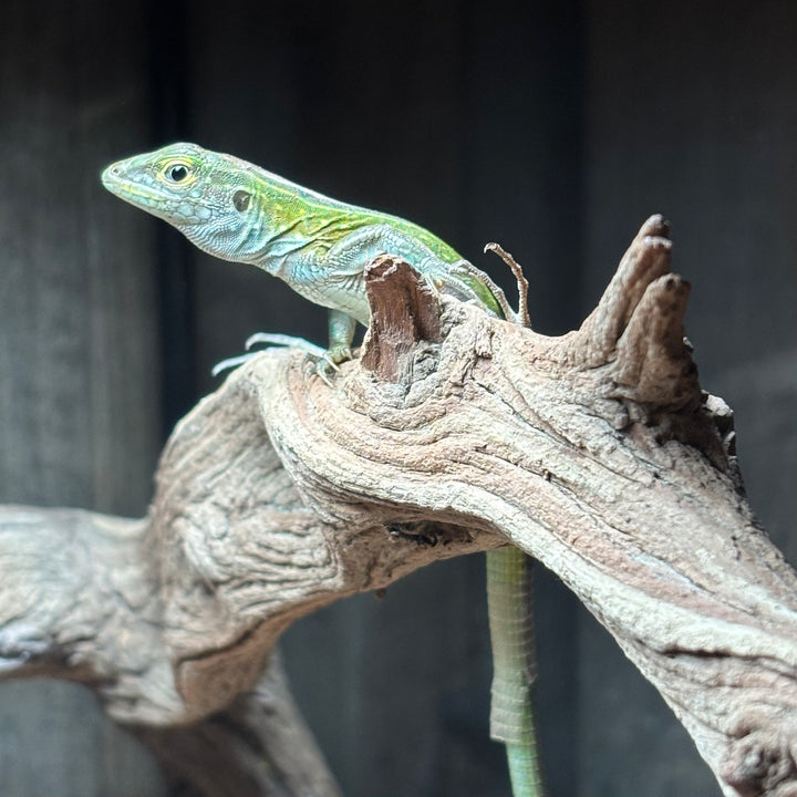 Cnemidophorus lemniscatus (Rainbow Whiptail)