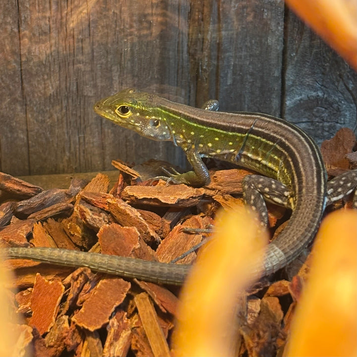 Cnemidophorus lemniscatus (Rainbow Whiptail)