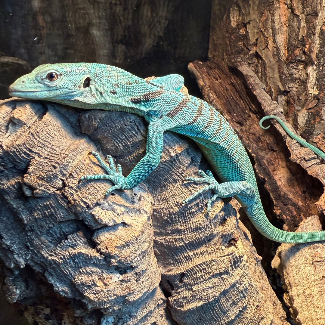 Varanus prasinus (Green Tree Monitor)