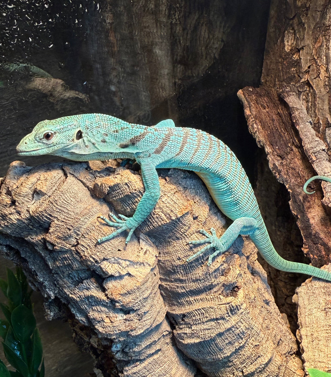 Varanus prasinus (Green Tree Monitor)