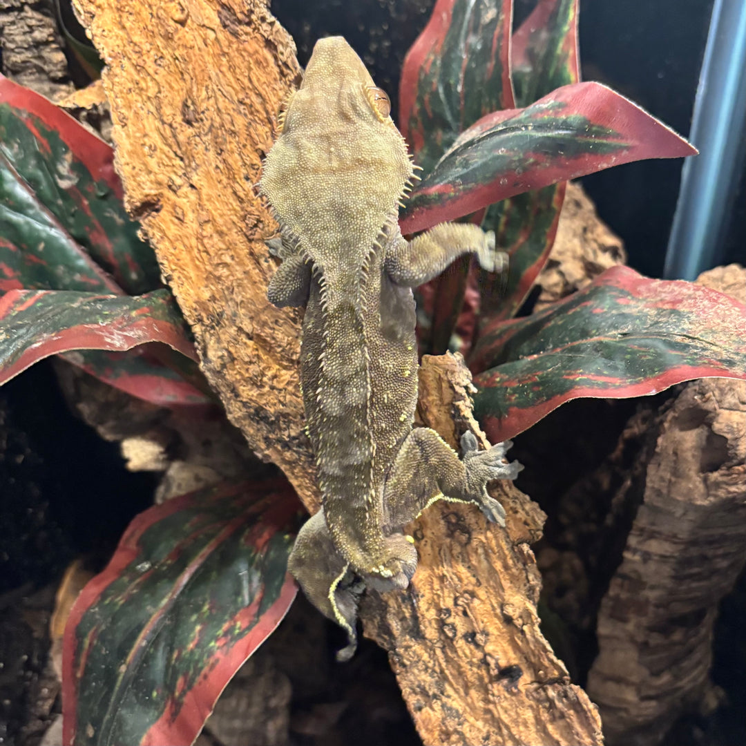 Correlophus ciliatus (Crested Gecko) Normal Frog Butt (Male) (Toby)