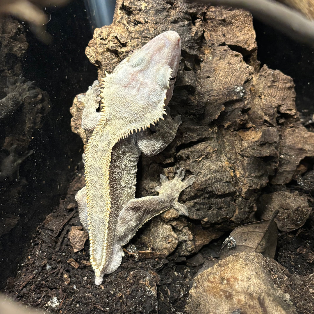 Correlophus ciliatus (Crested Gecko) Frog Butt (Male) (Mac)