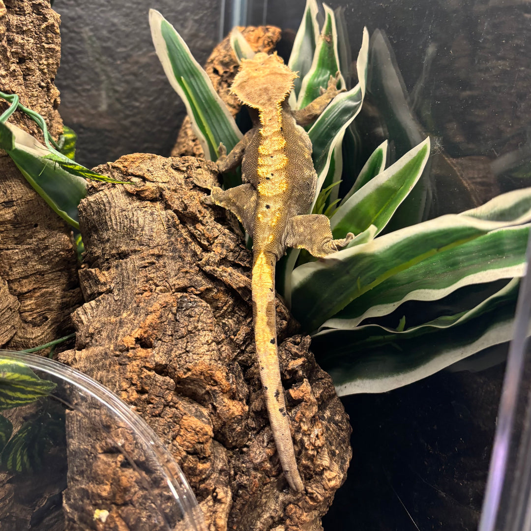 Correlophus ciliatus (Crested Gecko) Normal Adult Female (Cloud)