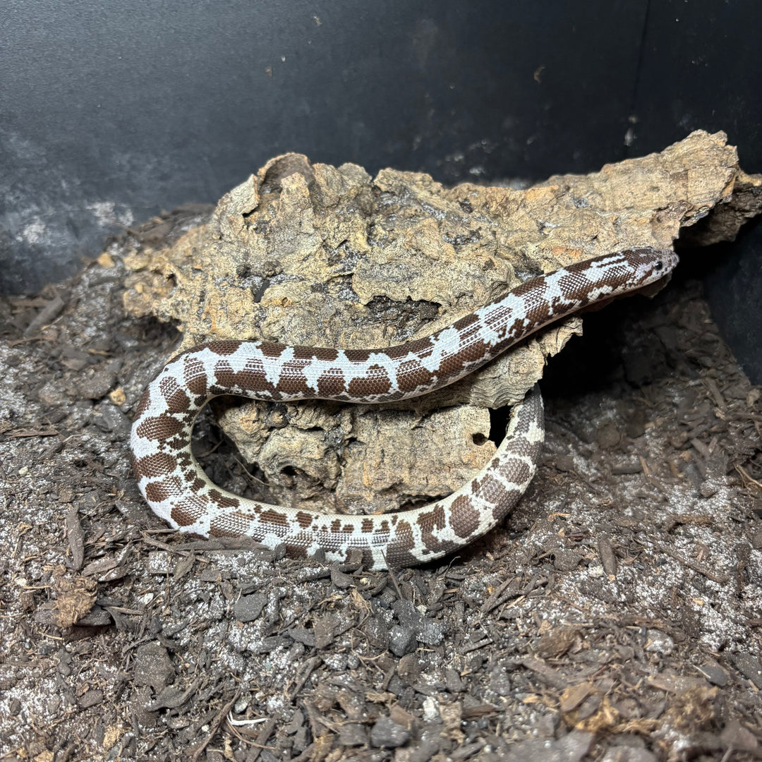 Eryx colubrinus (Kenyan Sand Boa)