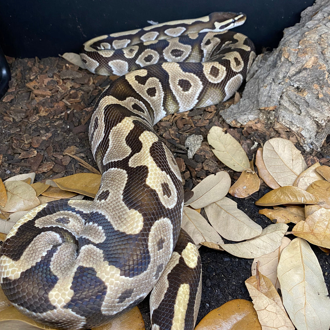 Python regius (Ball Python) Normal Male