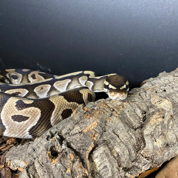 Python regius (Ball Python) Normal Male