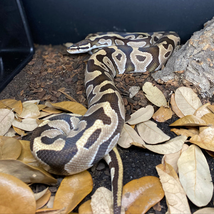 Python regius (Ball Python) Normal Male