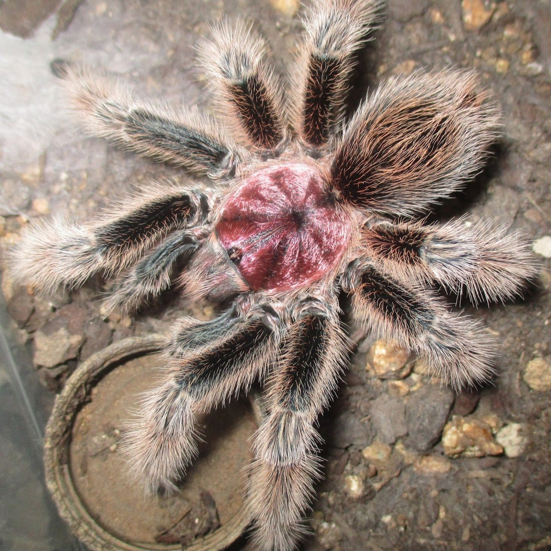 Grammostola rosea (ex: porteri) (Common Rose Hair) 5" FEMALE