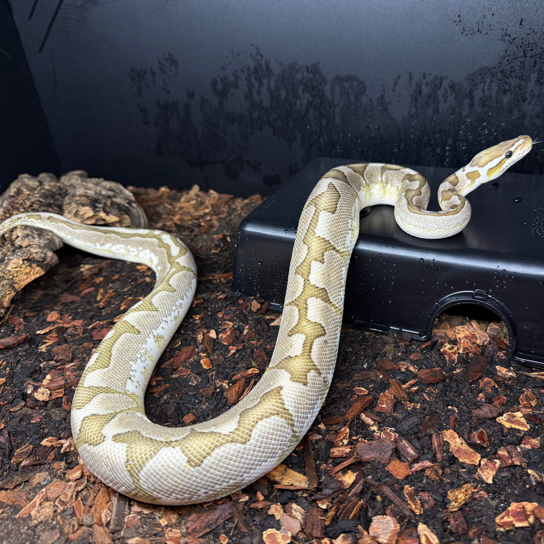 Python regius - Pastel Bamboo Male