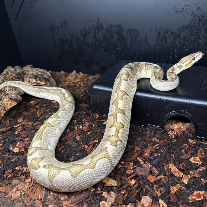 Python regius - Pastel Bamboo Male