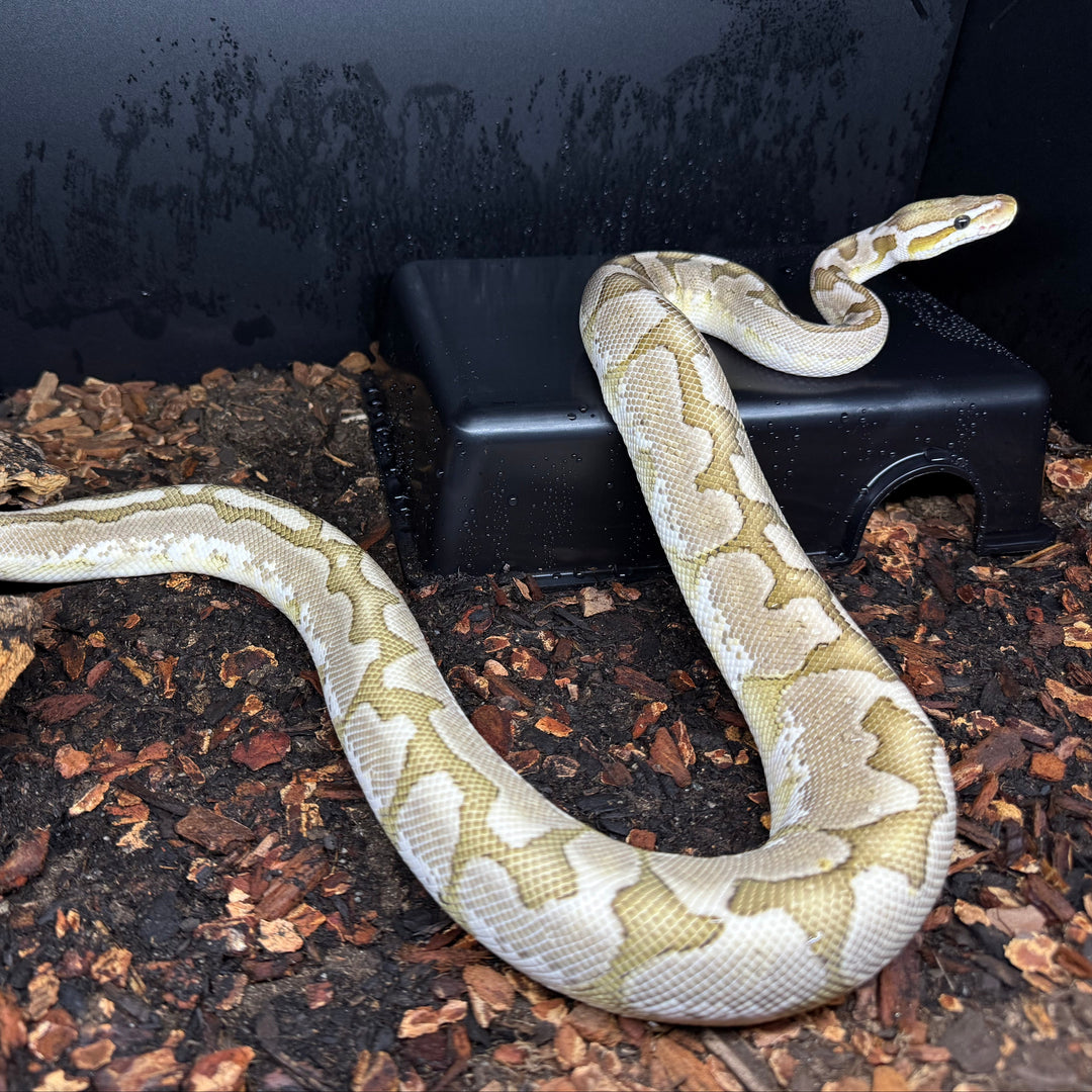 Python regius - Pastel Bamboo Male