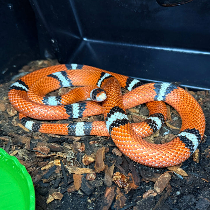 Lampropeltis triangulum sinaloae (Sinaloan Milk Snake) Male