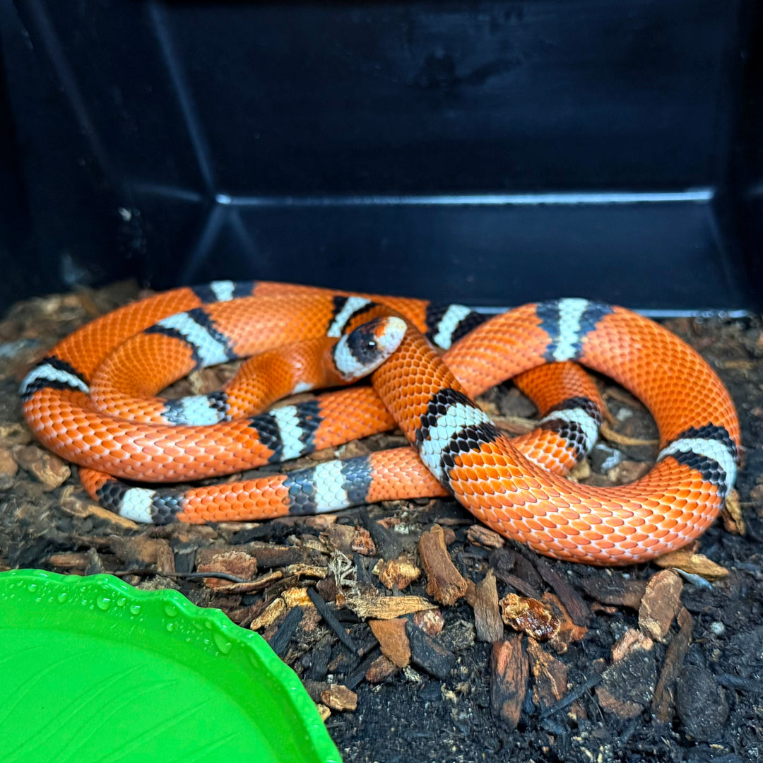 Lampropeltis triangulum sinaloae (Sinaloan Milk Snake) Male
