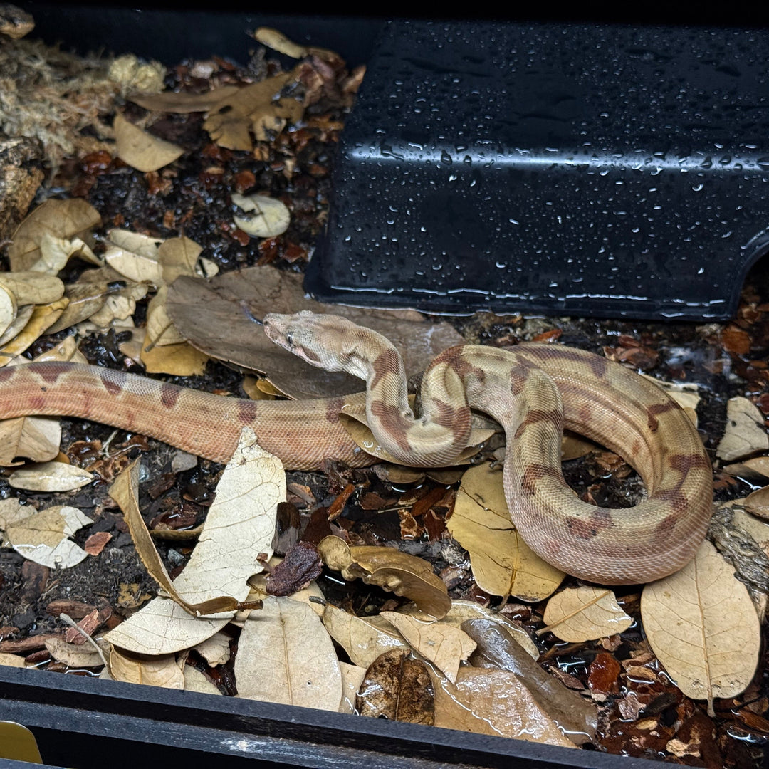 Boa imperator (South American Red Tail Boa) Super Hypo