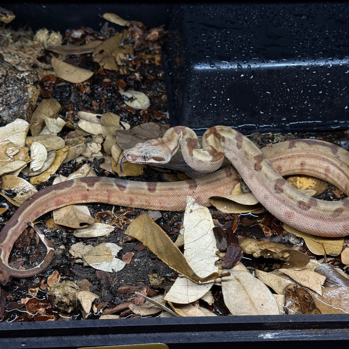Boa imperator (South American Red Tail Boa) Super Hypo