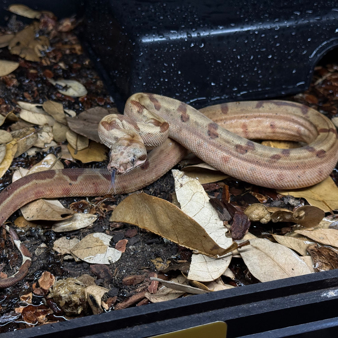 Boa imperator (South American Red Tail Boa) Super Hypo